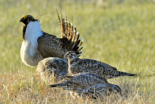 Sage-grouse. Photo from www.fws.gov Credit: Jeannie Stafford