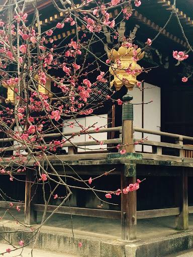 A plum blossom tree in Kyoto