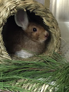 Photo of a hare in a hut