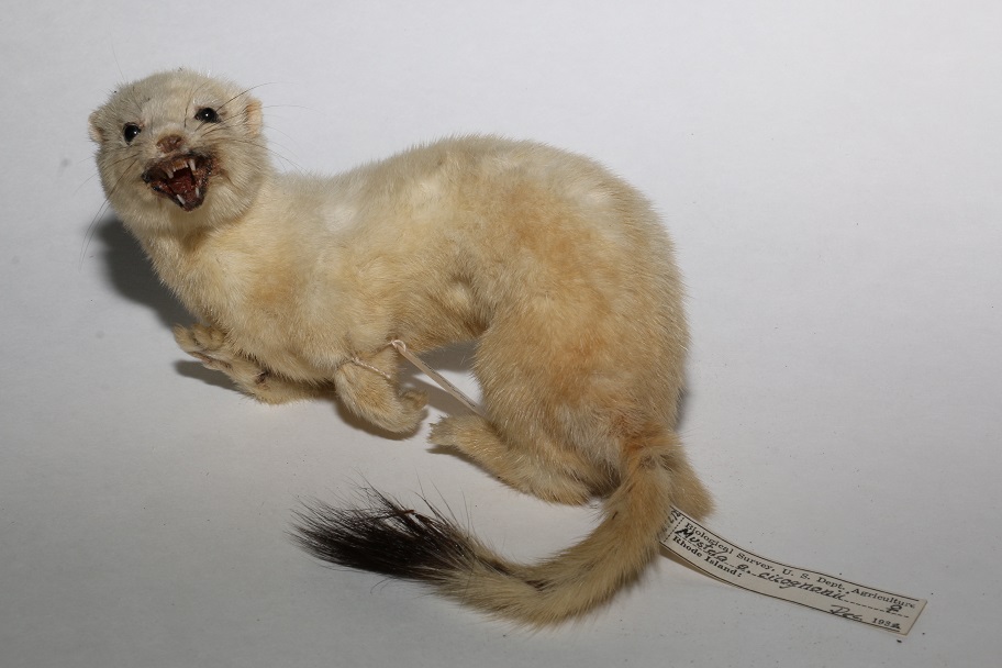 Taxidermy short-tailed weasel