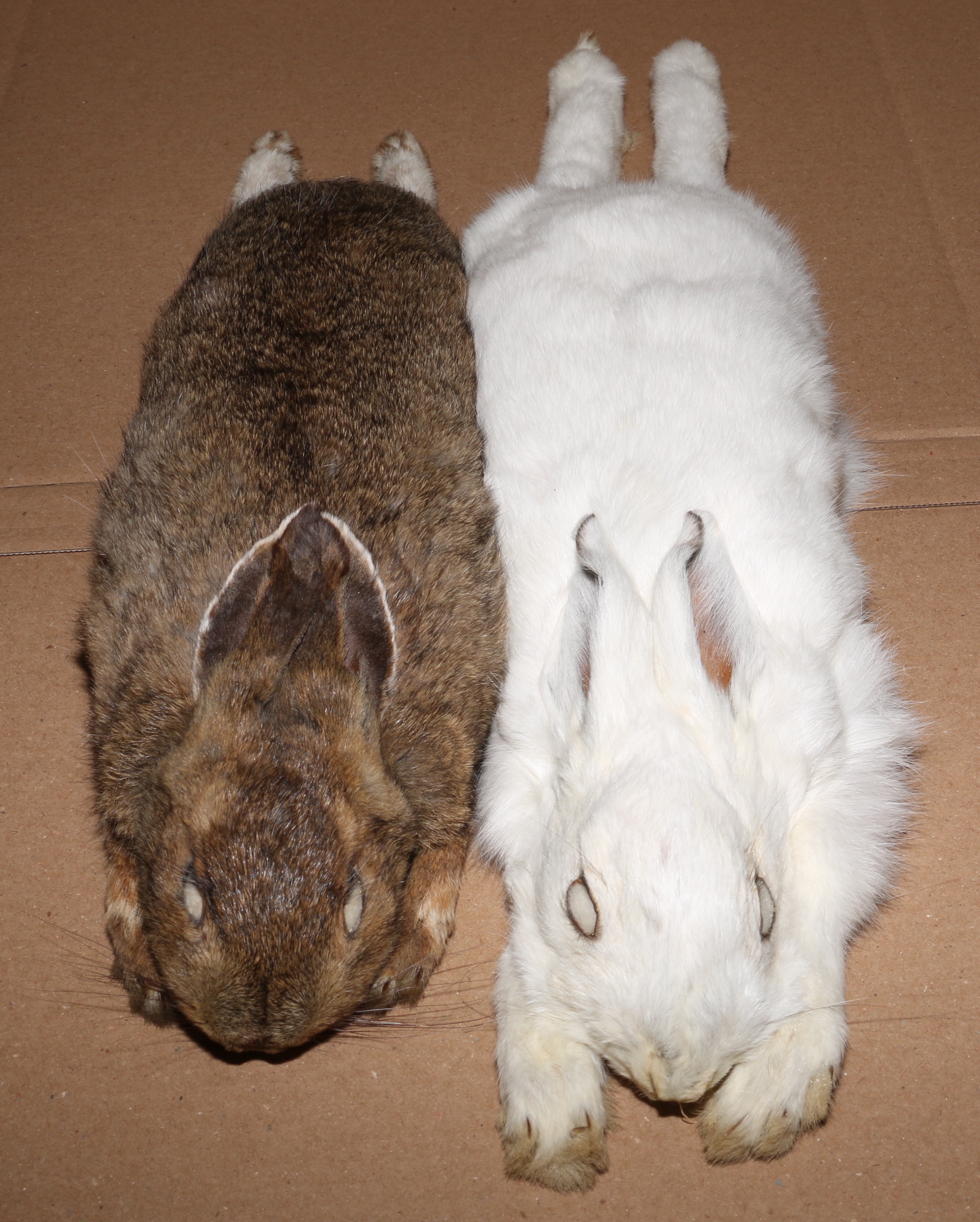 Brown and white snowshoe hares 