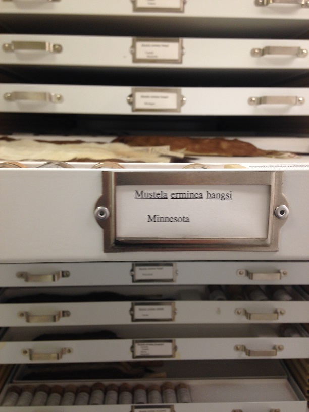Photo of the museum specimen drawers