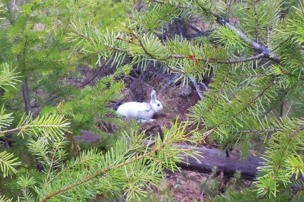 Photo of a rabit surrounded by tree brush