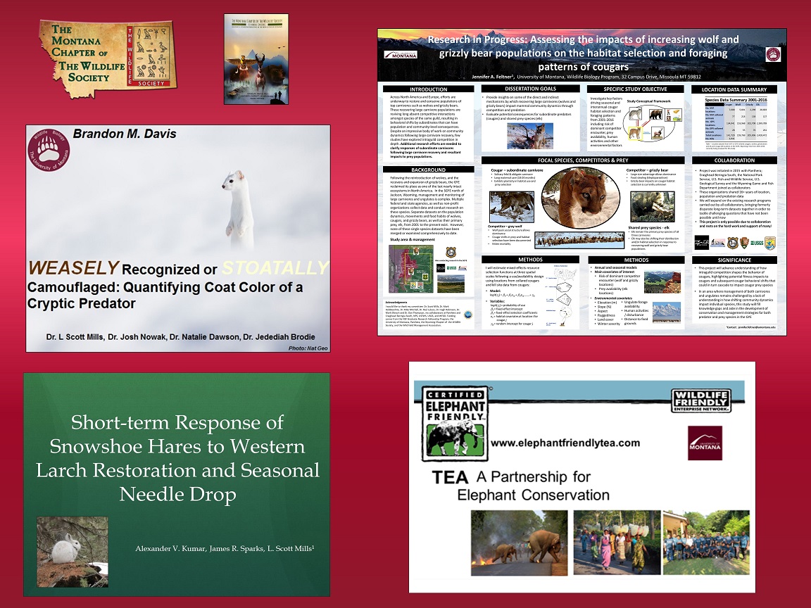 Graphic of the presenation slide covers presented at the annual Montana Wildlife Society Conference