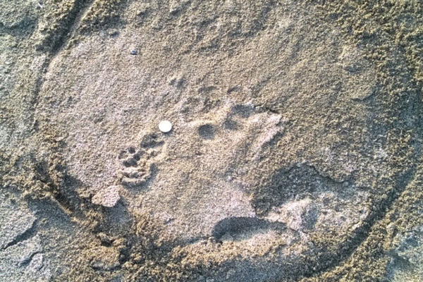 Amur tiger and leopard cat tracks