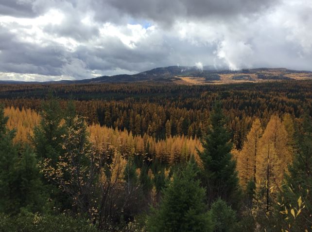 In early autumn, larch begin to change color and lose needles