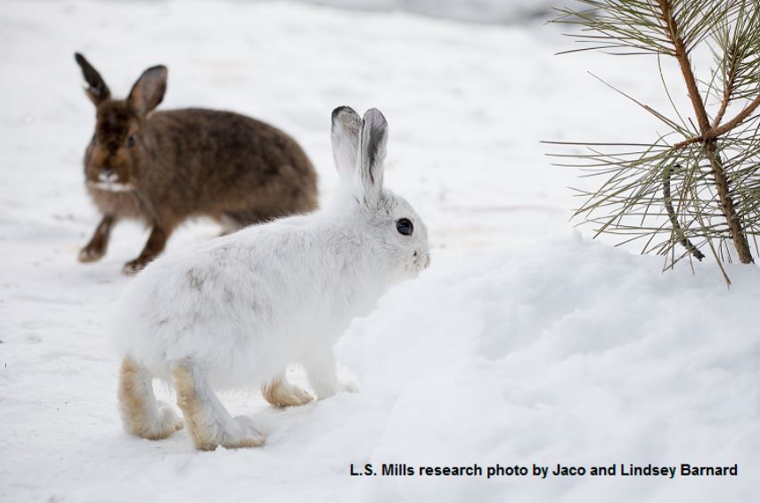 Two hares playing in the snow