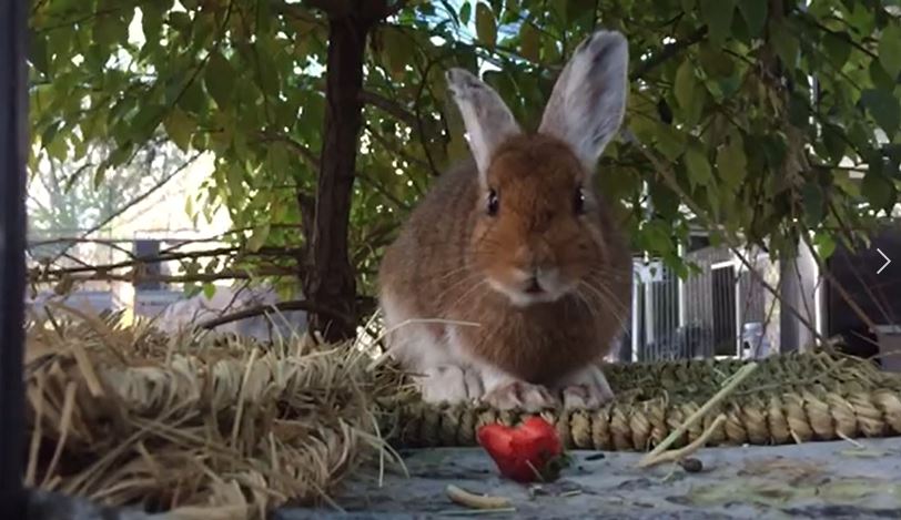 Photo of hare eating a strawberry