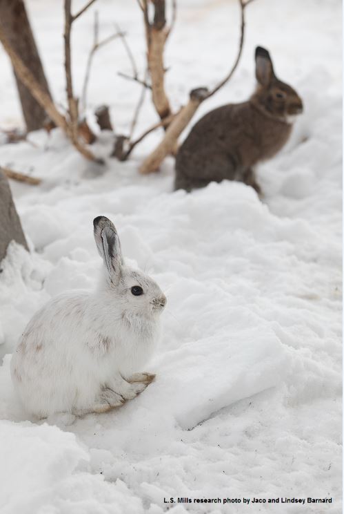 Two hares in the snow