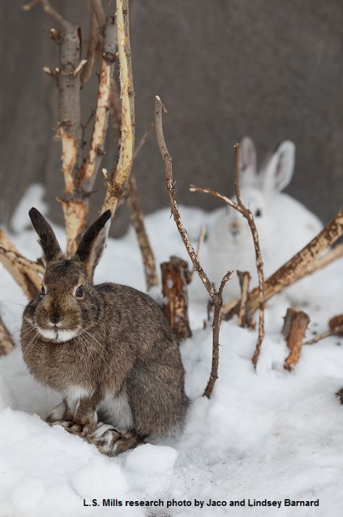 A dark colored hare in the snow