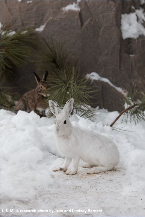 A white hare in front and a darker hare in the backround in the snow