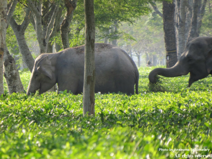 Photo of two elephants in nature