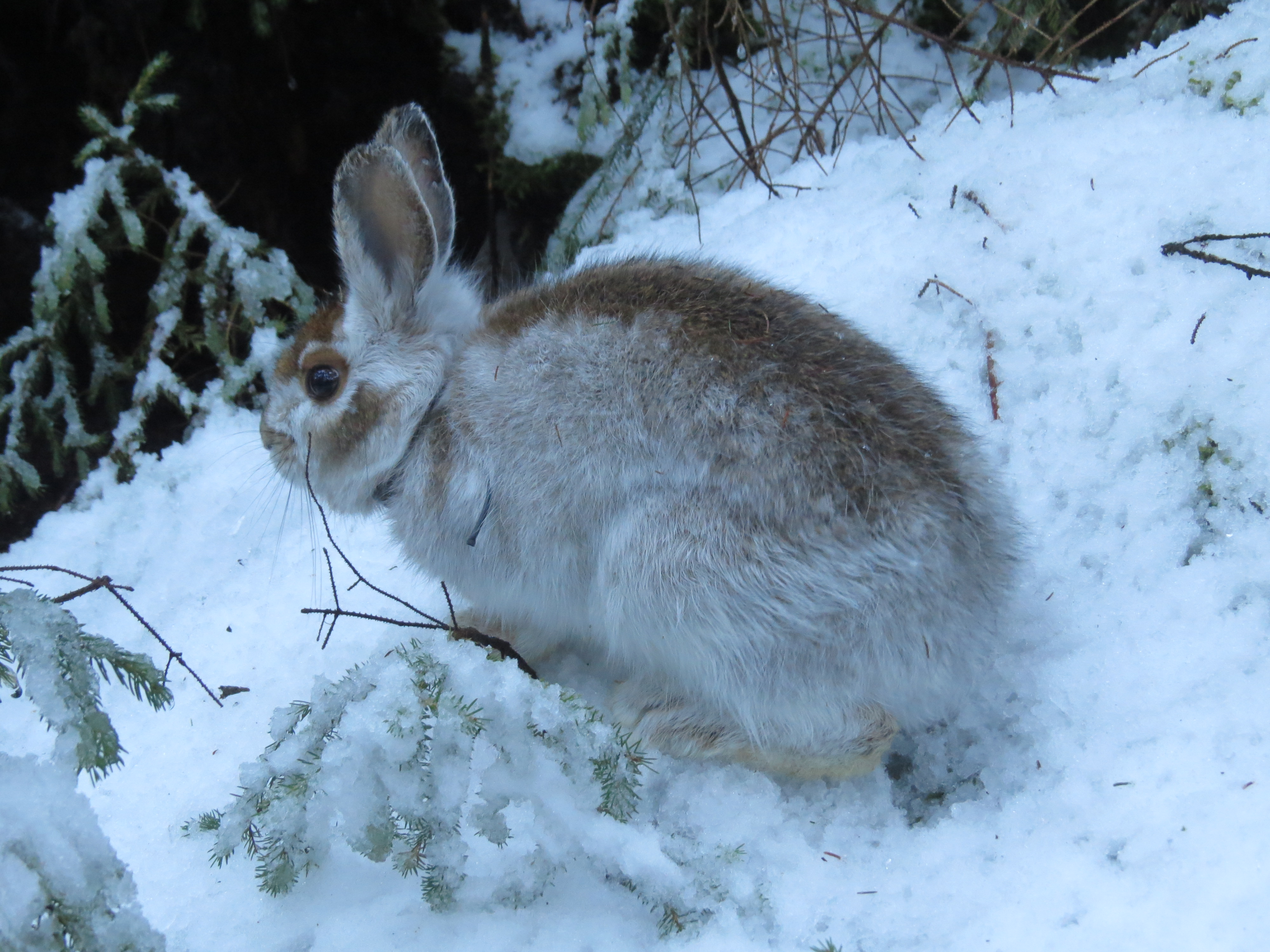 Photo of a hare in the snow