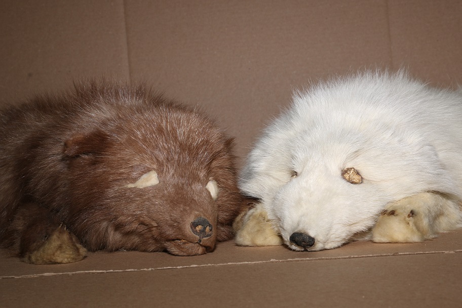 Brown and white arctic foxes  
