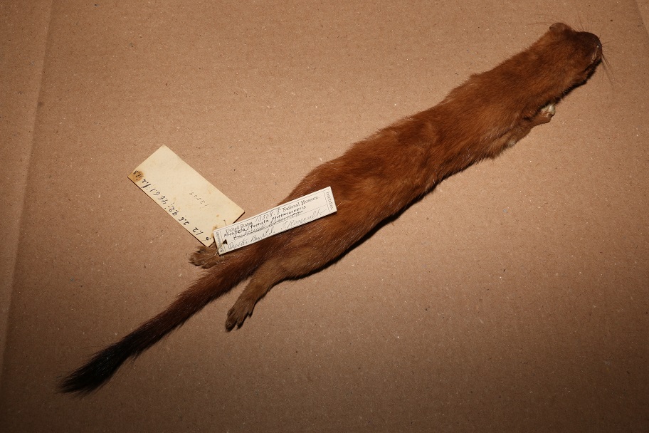 Long-tailed weasel prepared by Teddy Roosevelt 