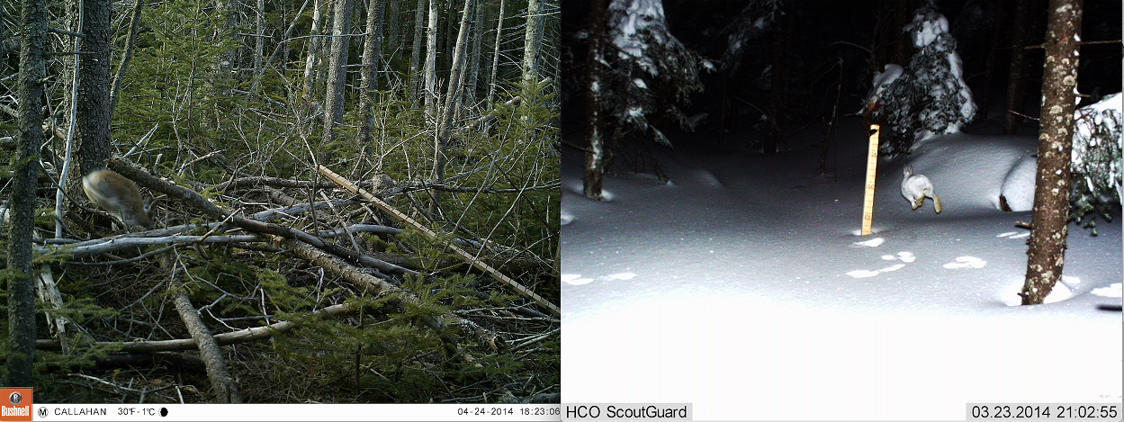 Flying snowshoe hares as captured by camera traps in NH. Photo: Alexej Siren