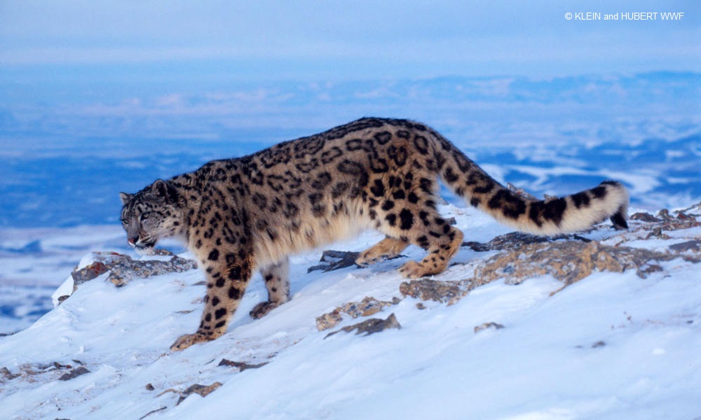 Photo of a snow leopard