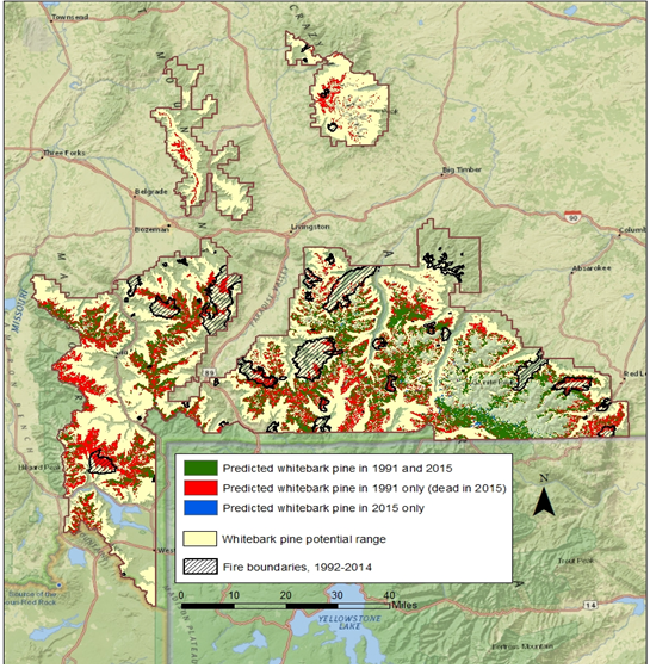 Comparison of areas before and after whiterbark pine die-off just north of Yellowstone National Park.