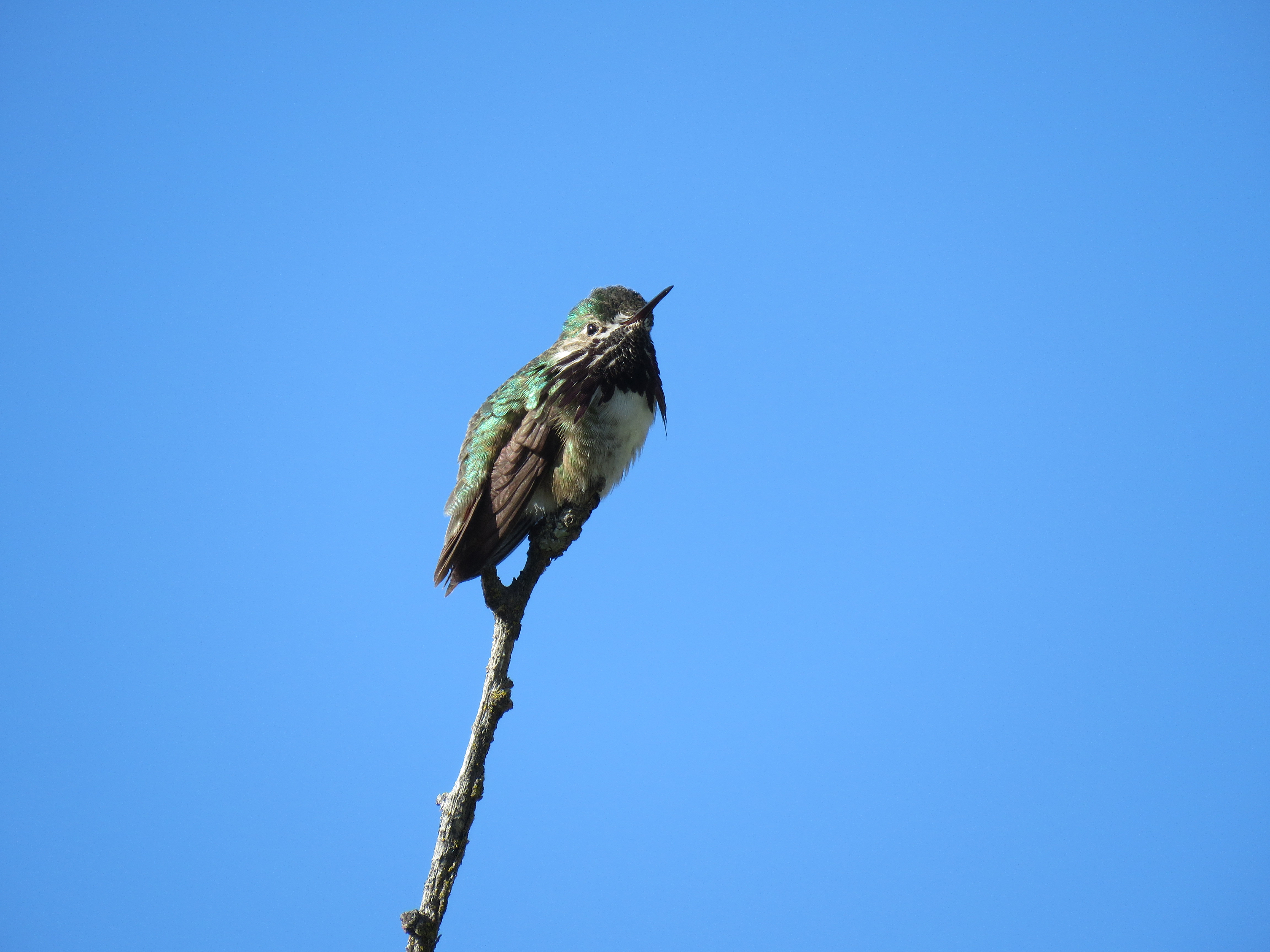 A male calliope hummingbird at Council Grove State Park near Missoula. 