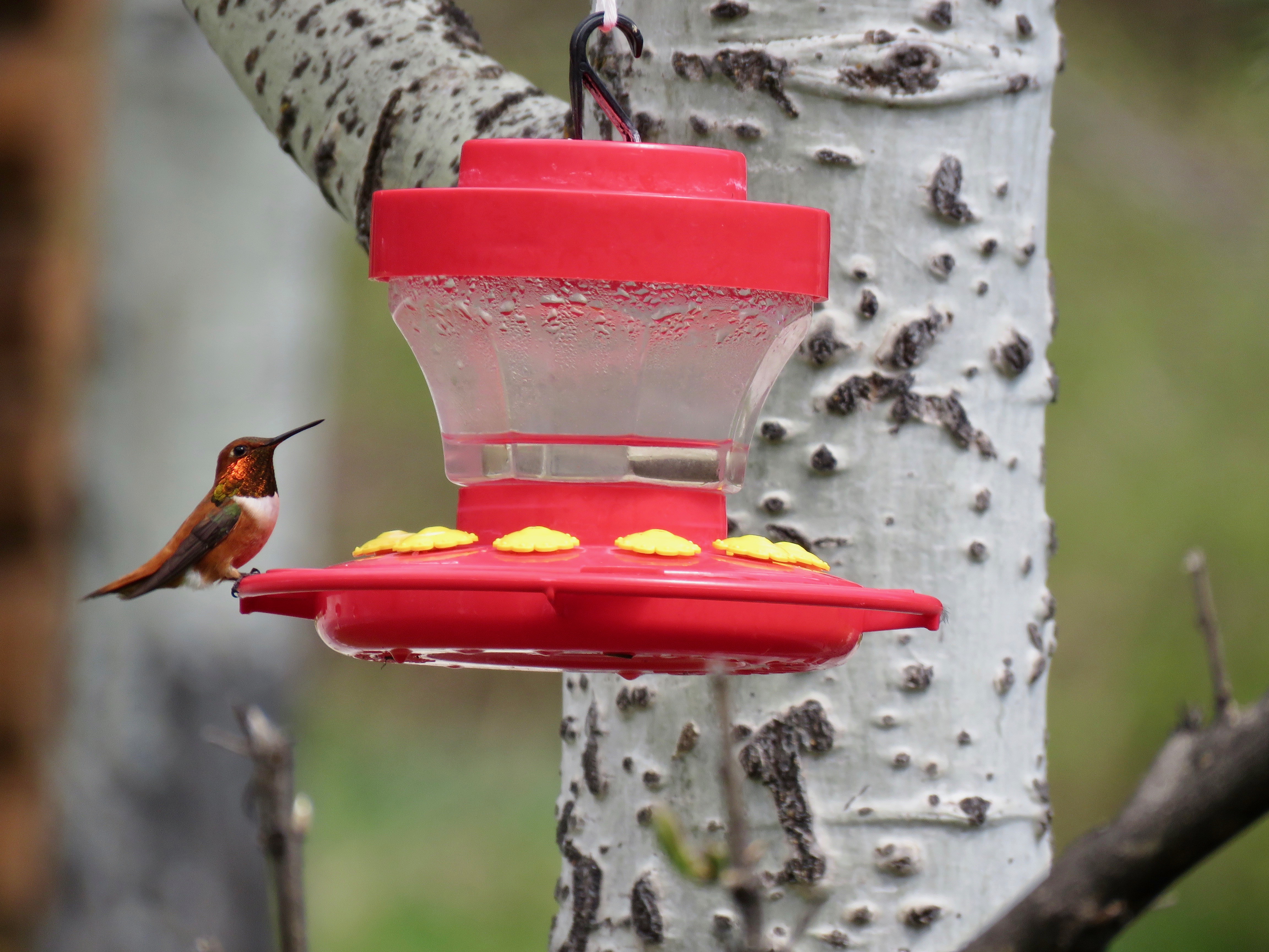 A male rufous hummingbird visits a feeder near the Lochsa River, just over the Idaho border. 