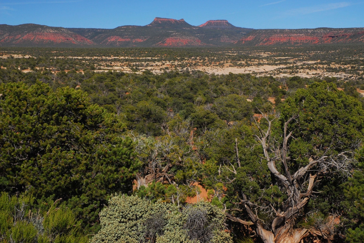 The Bears Ears, seen from the west, loom in the distance. (Rick & Susie Graetz photo)