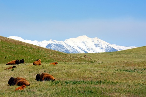 Bison Range 