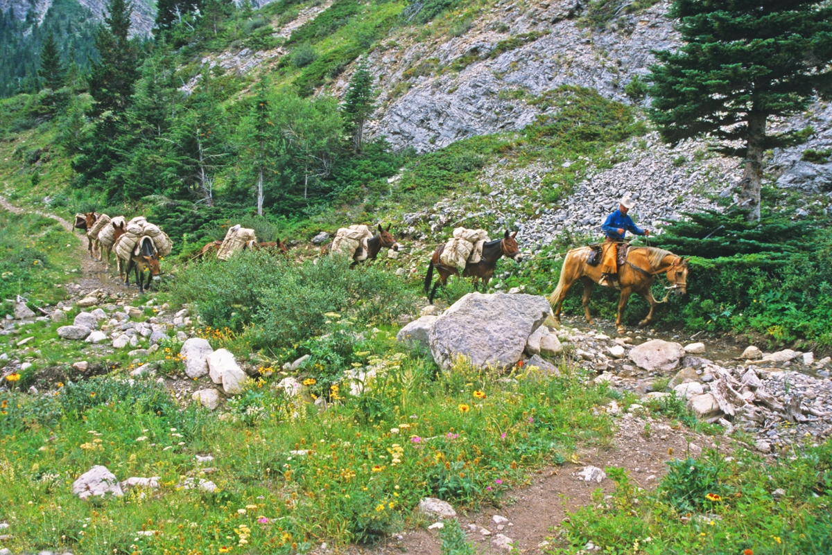 Dusty Crary and mule train: Dustry Crary leads a mule train down Route Creek Pass in the Bob Marshall Wilderness. (Photo by Rick and Susie Graetz) 