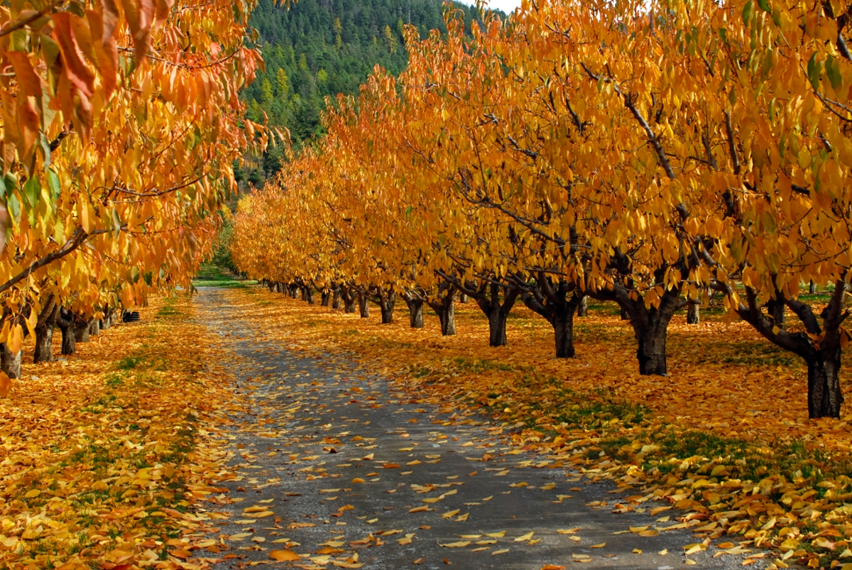Flathead cherry trees dressed in their autumn finest (Photo by Rick and Susie Graetz)