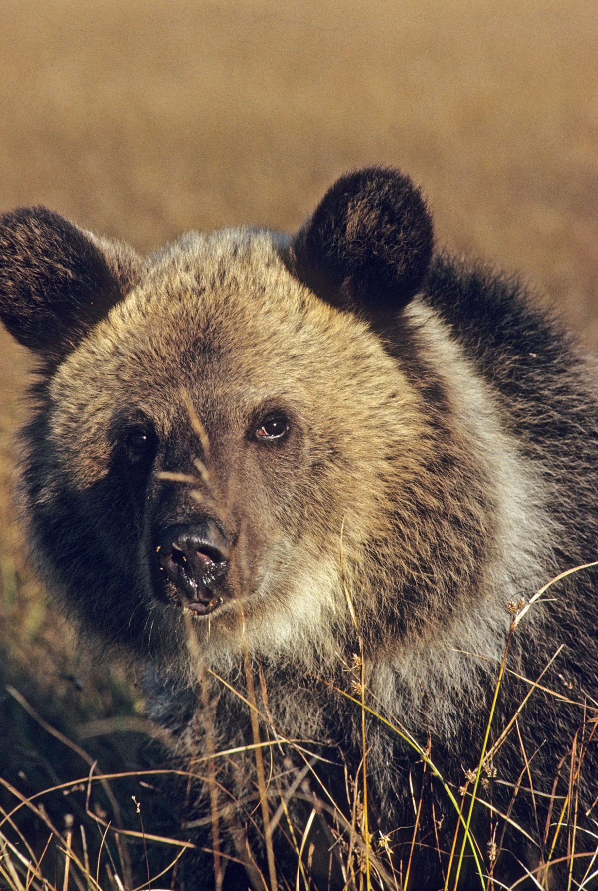 Adult grizzly bear with the distinctively “dished” face and round ears 