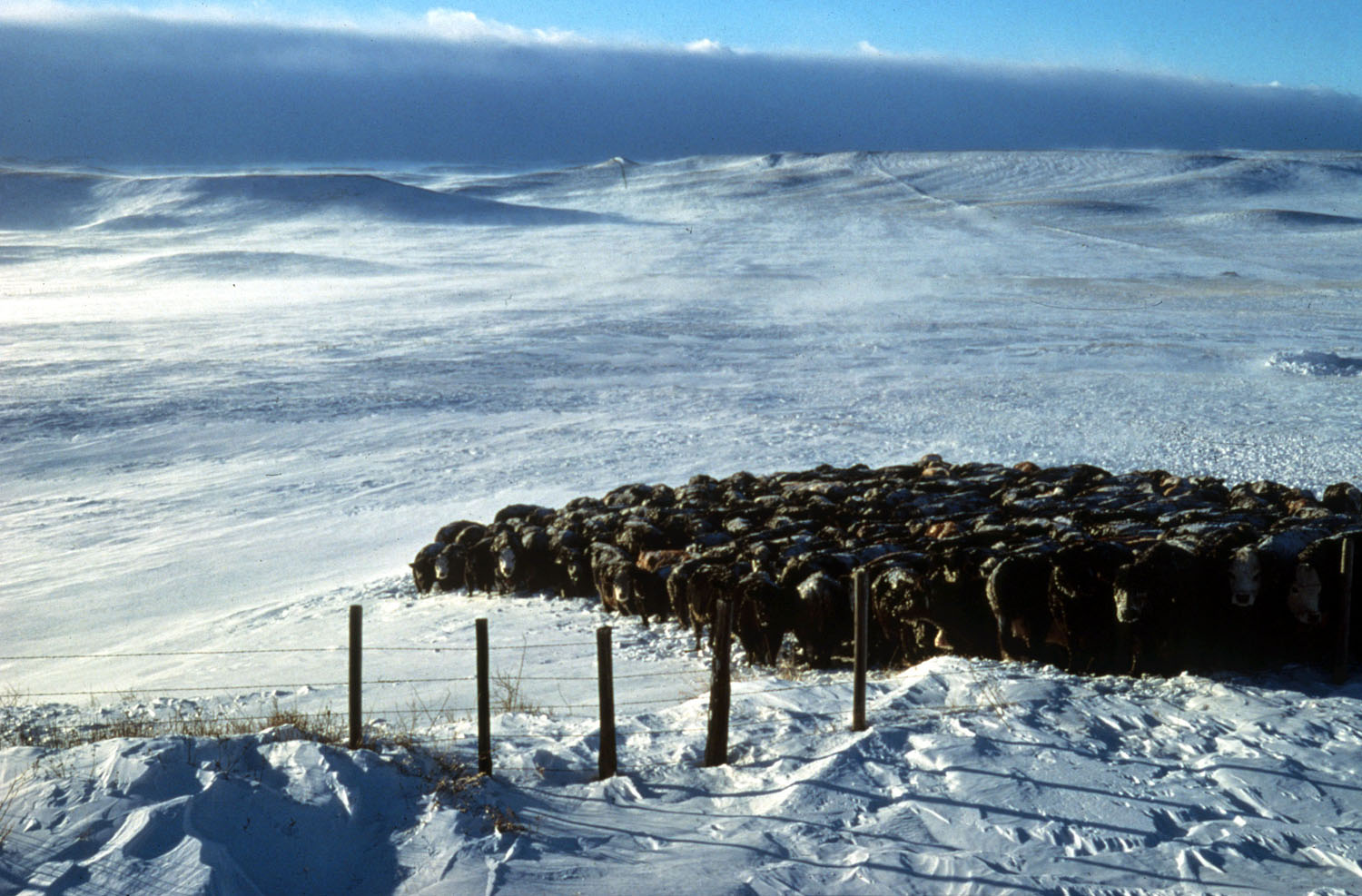 A head of cattle huddle together on the snow-covered, rolling hills on a bright, sunny, and cold winter day 