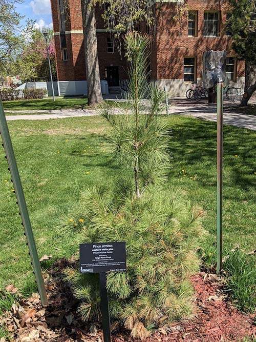 White Pine Tree just planted.jpg