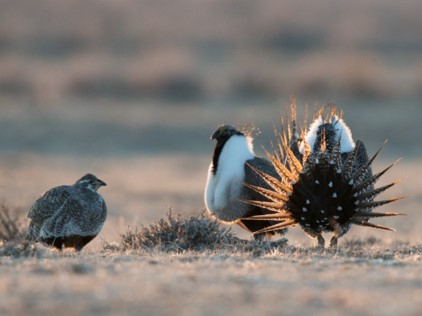 sage grouse in mating area or lek