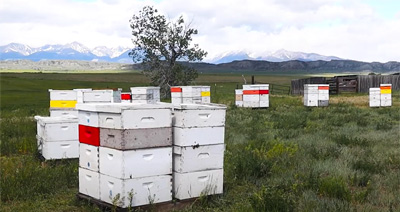 Honey supers in field