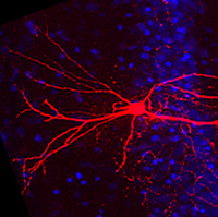 neuron in red on a blue and black background