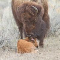 bison nuzzling a bison calf that is sitting on the ground