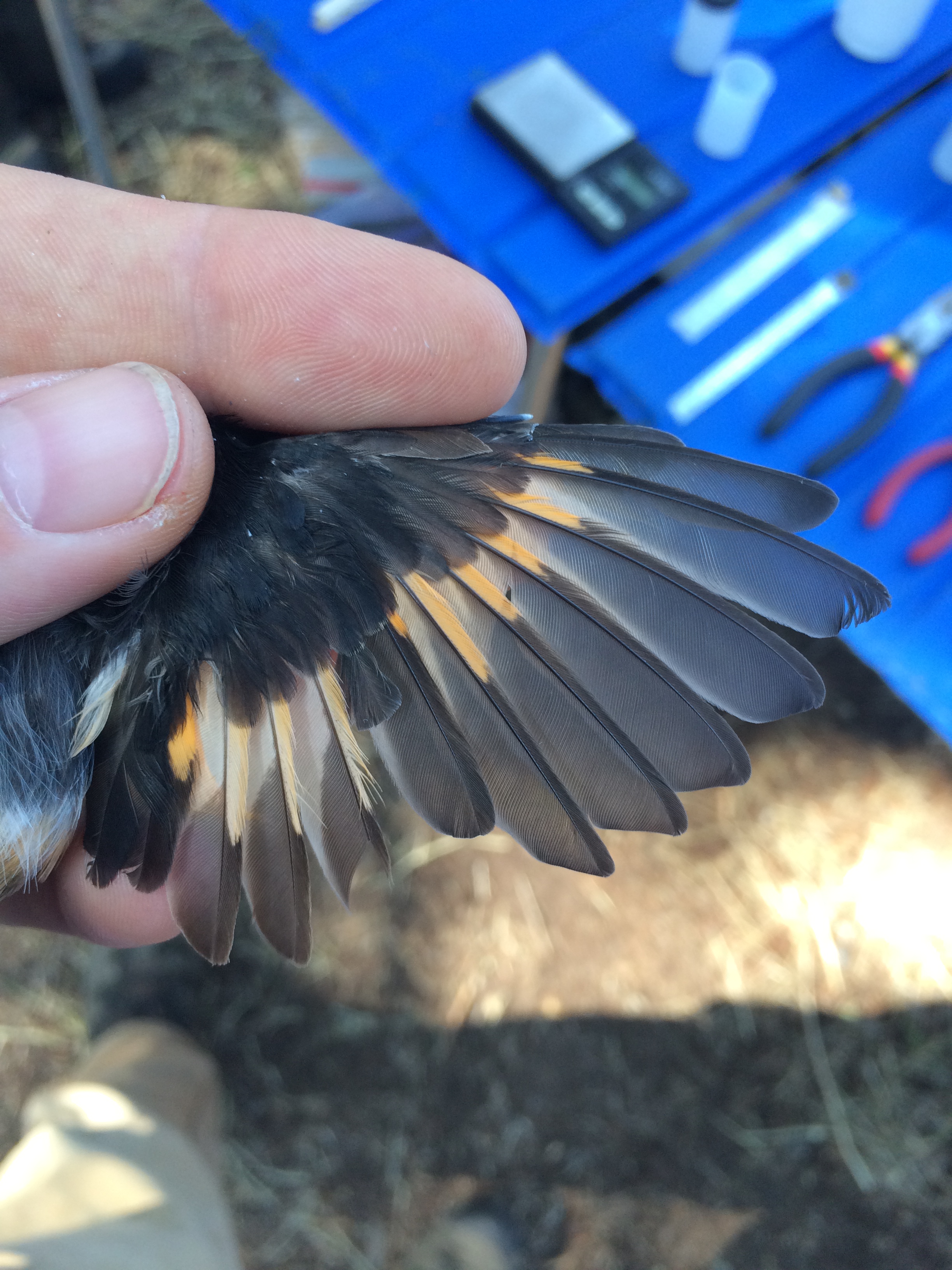 A new feather grows in the wing of an American Redstart.