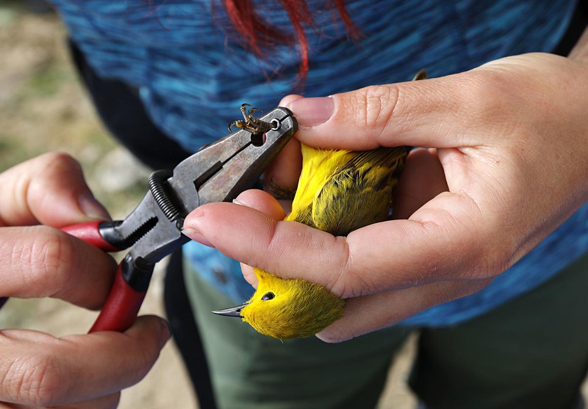 A person holding a small yellow bird while using pliers for bird banding or research purposes.