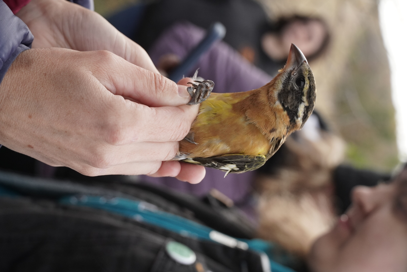 A close-up of a person holding a Black-headed Grosbeak, with a group of people blurred in the background.