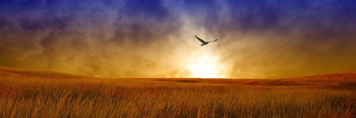 A bird flies across the field at sunset.