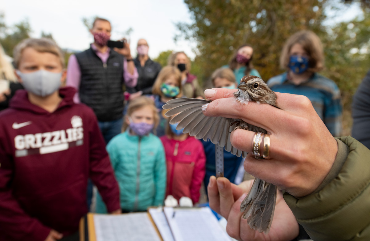 A group of visitors appreciates the beauty of a Song Sparrow.