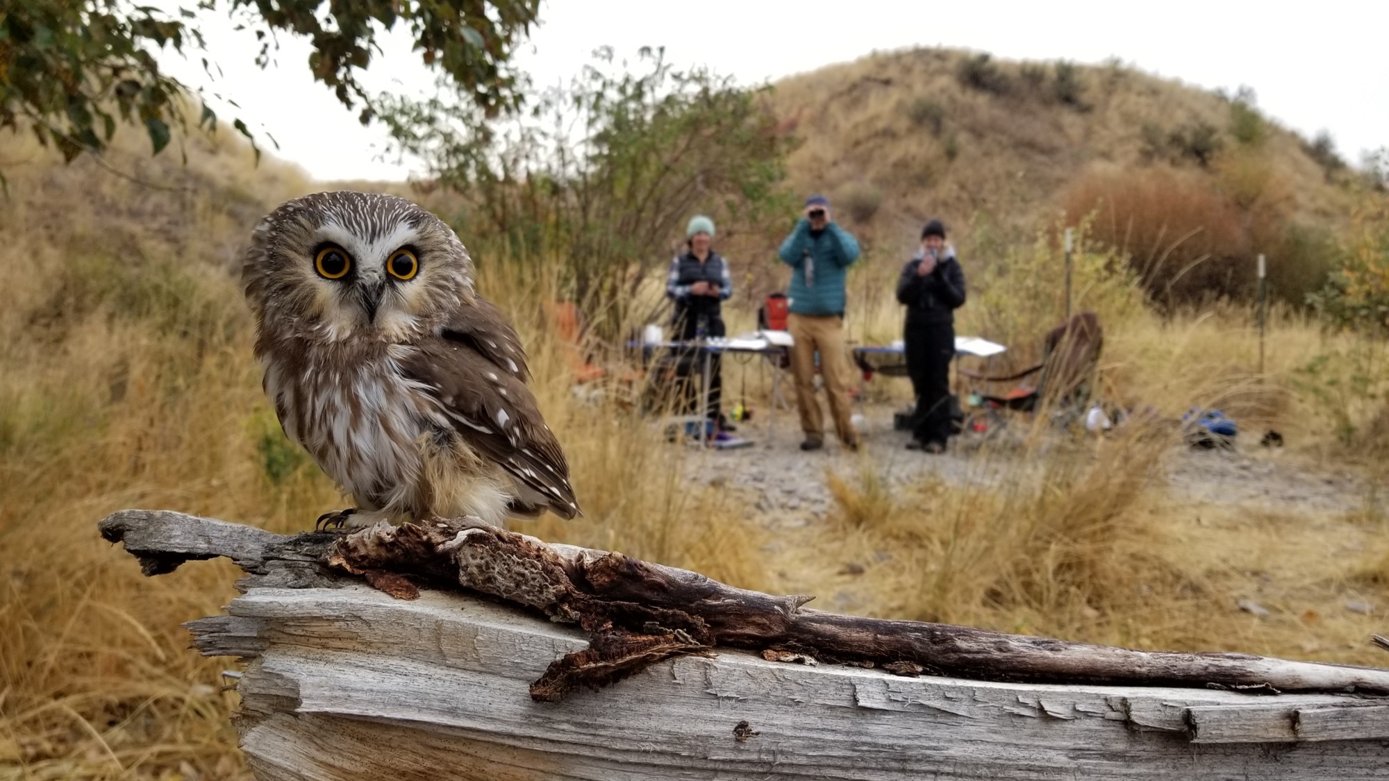 owl sitting on a downed tree with people viewing it in the background