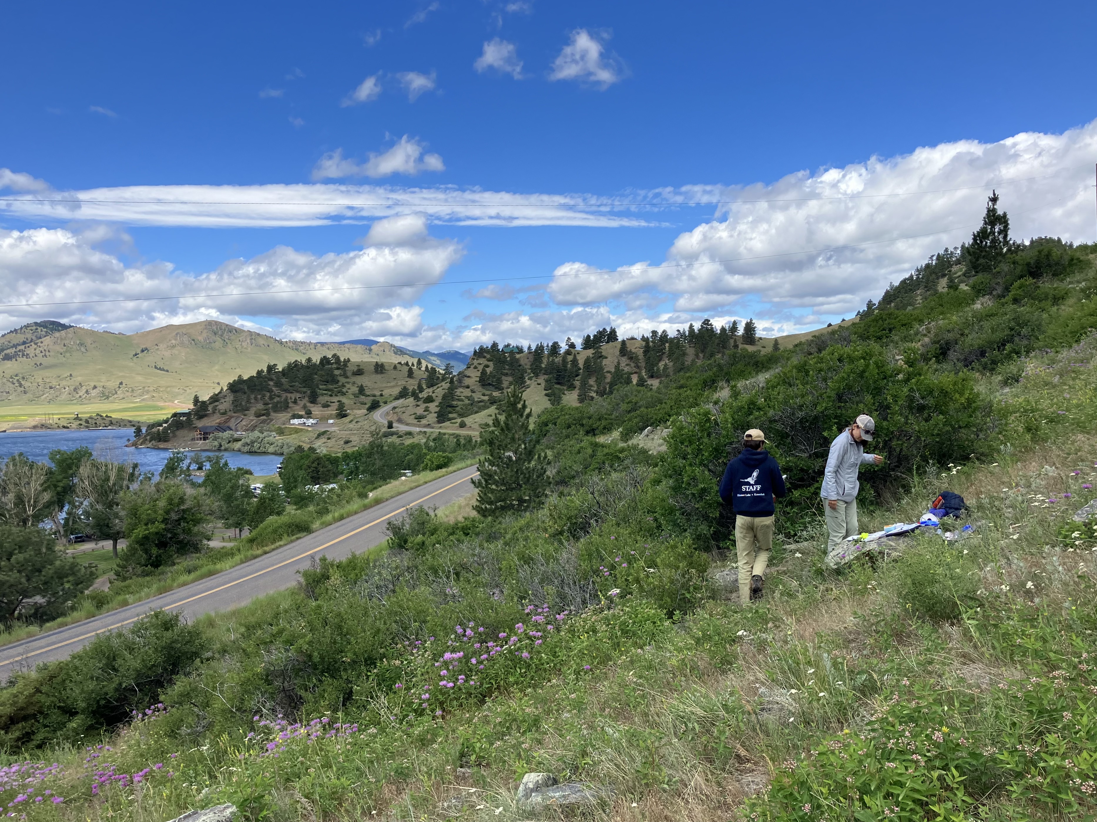 Two field technicians check a Tree Swallow nest box on a hillside with a lake in the background. 