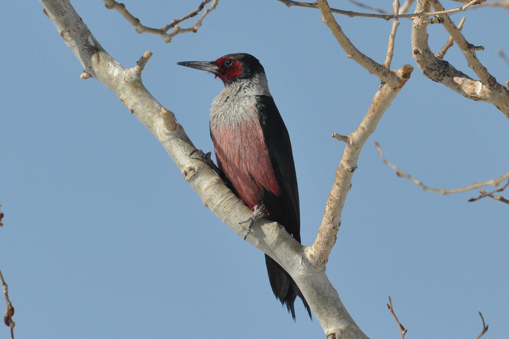 A lone Lewis's Woodpecker perched on a bare branch.