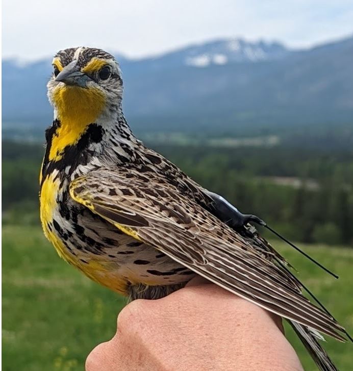 A Western Meadowlark wears a GPS tag to follow its movements.