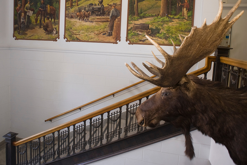 A moose head with antlers is mounted to the wall.