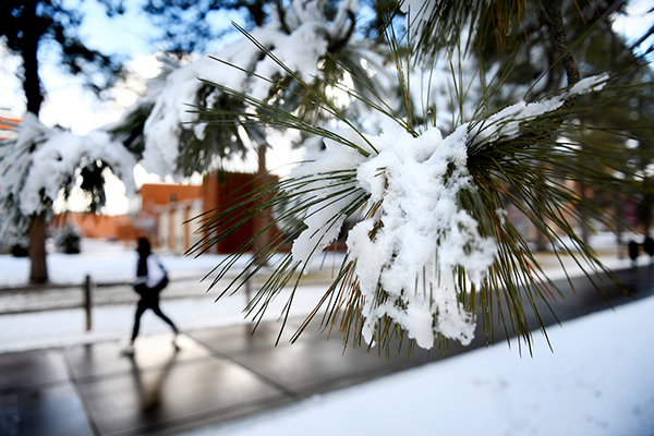 A person walks down Memorial Row as snow hangs heavy in the pine needles of a tree.