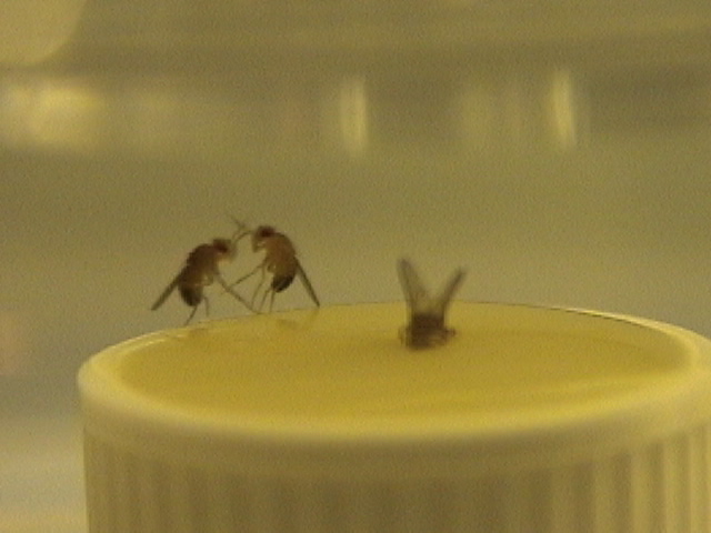 boxing fruit flies