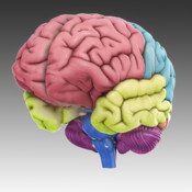 3D Brain Map