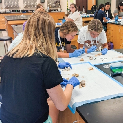 MedStart students dissecting a sheep brain.