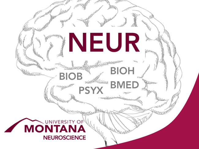 Neuroscience brain